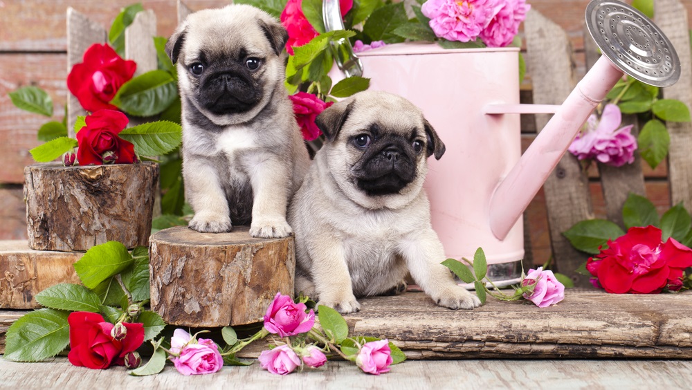 Pet Cremation Near Me Malaysia Pet Cremation Near Me Malaysia