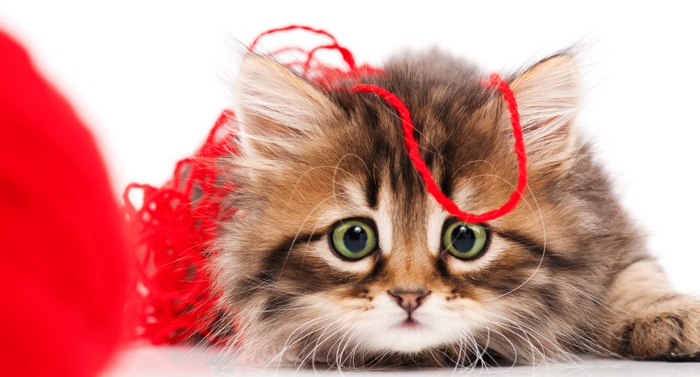 Pet Cremation Services Malaysia Pet Cremation Services Malaysia